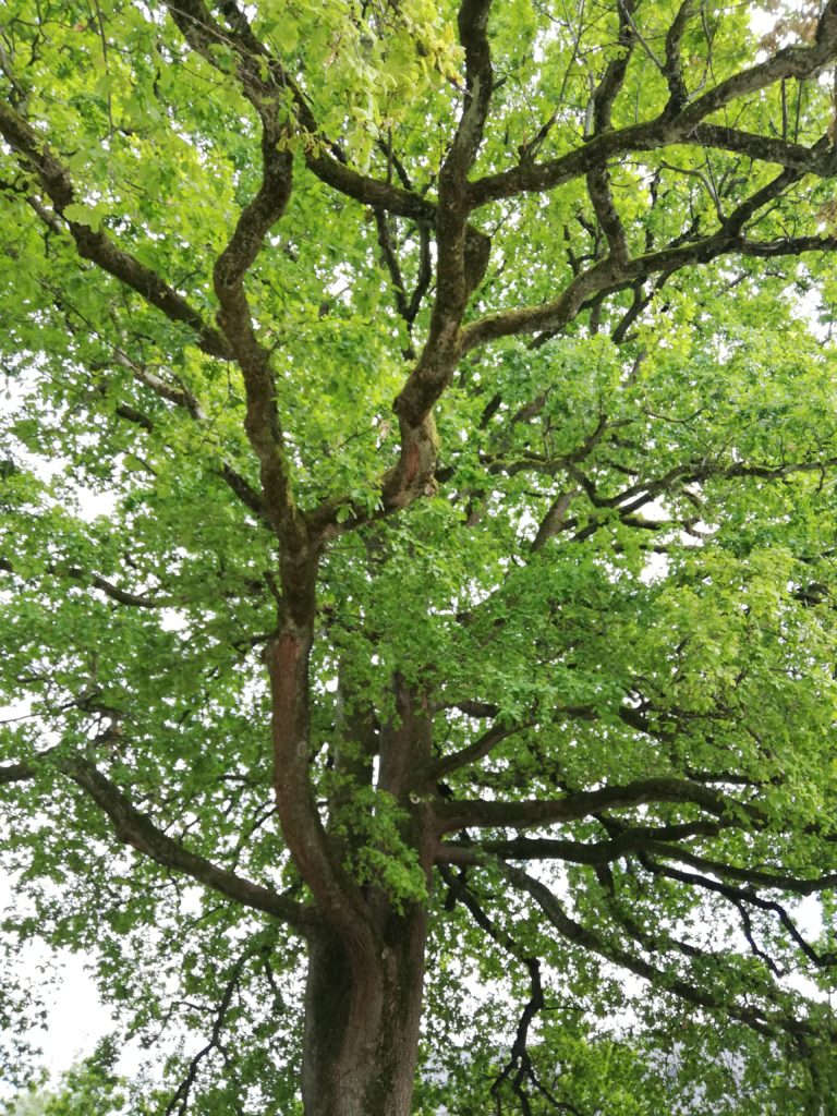 Dieses Bild hat ein leeres Alt-Attribut. Der Dateiname ist Reiki-768x1024.jpg